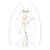 Pheromosa